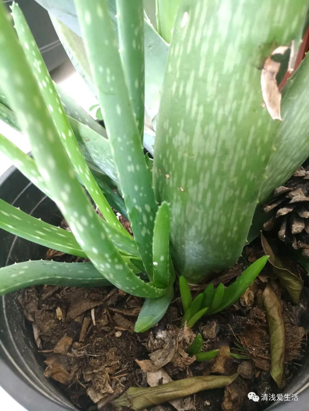 老桩库拉索芦荟怎么养,库拉索芦荟露天养殖方法