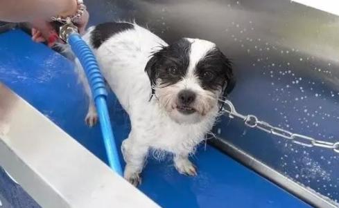狗狗不爱干净经常洗澡怎么办,狗狗不爱洗澡怎么办