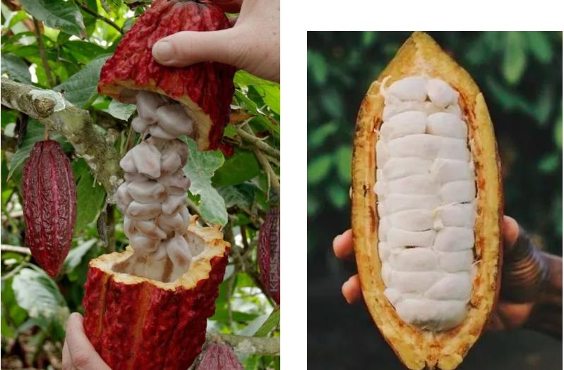 科普巧克力的故事,有关巧克力的知识