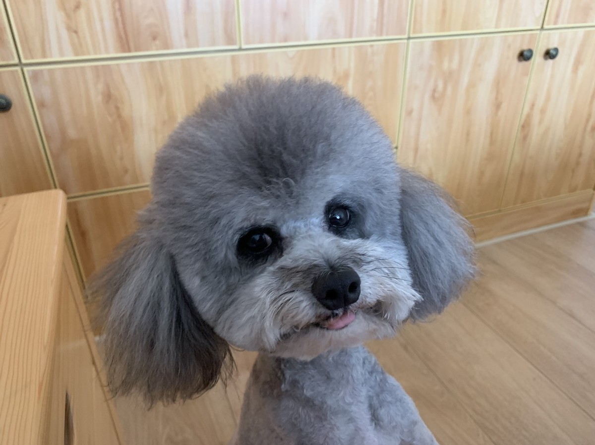 泰迪犬都有哪些优点和缺点,泰迪犬好不好养