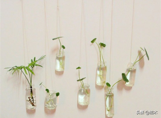 水培植物养殖方法和注意事项,植物转水培注意事项