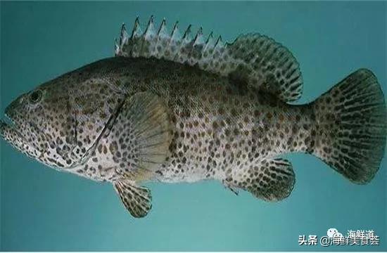 102种海鲜,营养丰富的海鲜有哪些品种