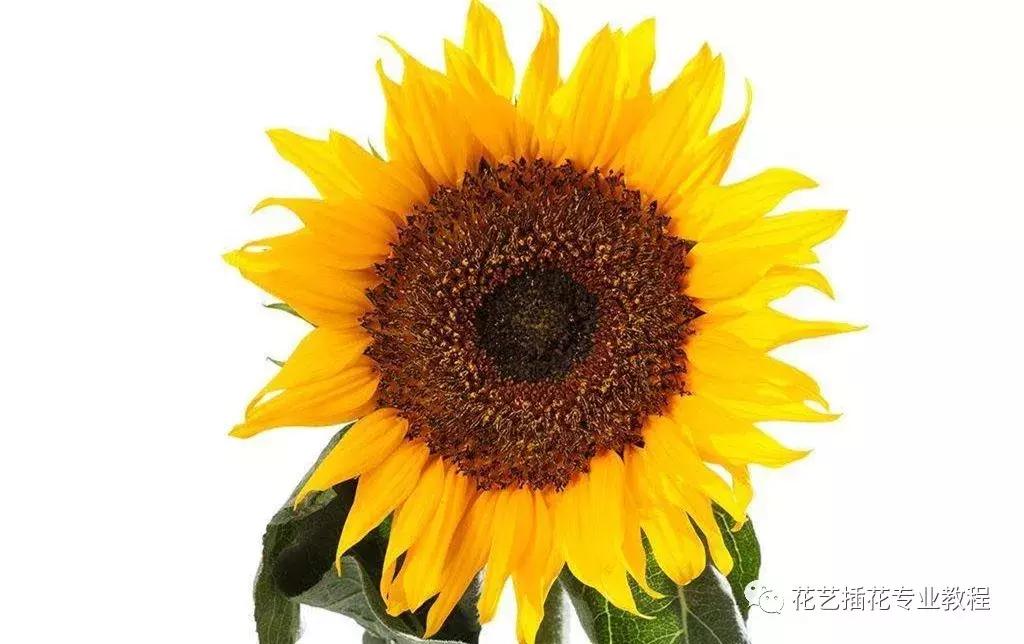 插花技巧向日葵,插花向日葵养护方法