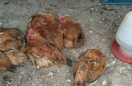 鸡感冒最快好的方法视频,鸡感冒拉白痢怎么治疗最快