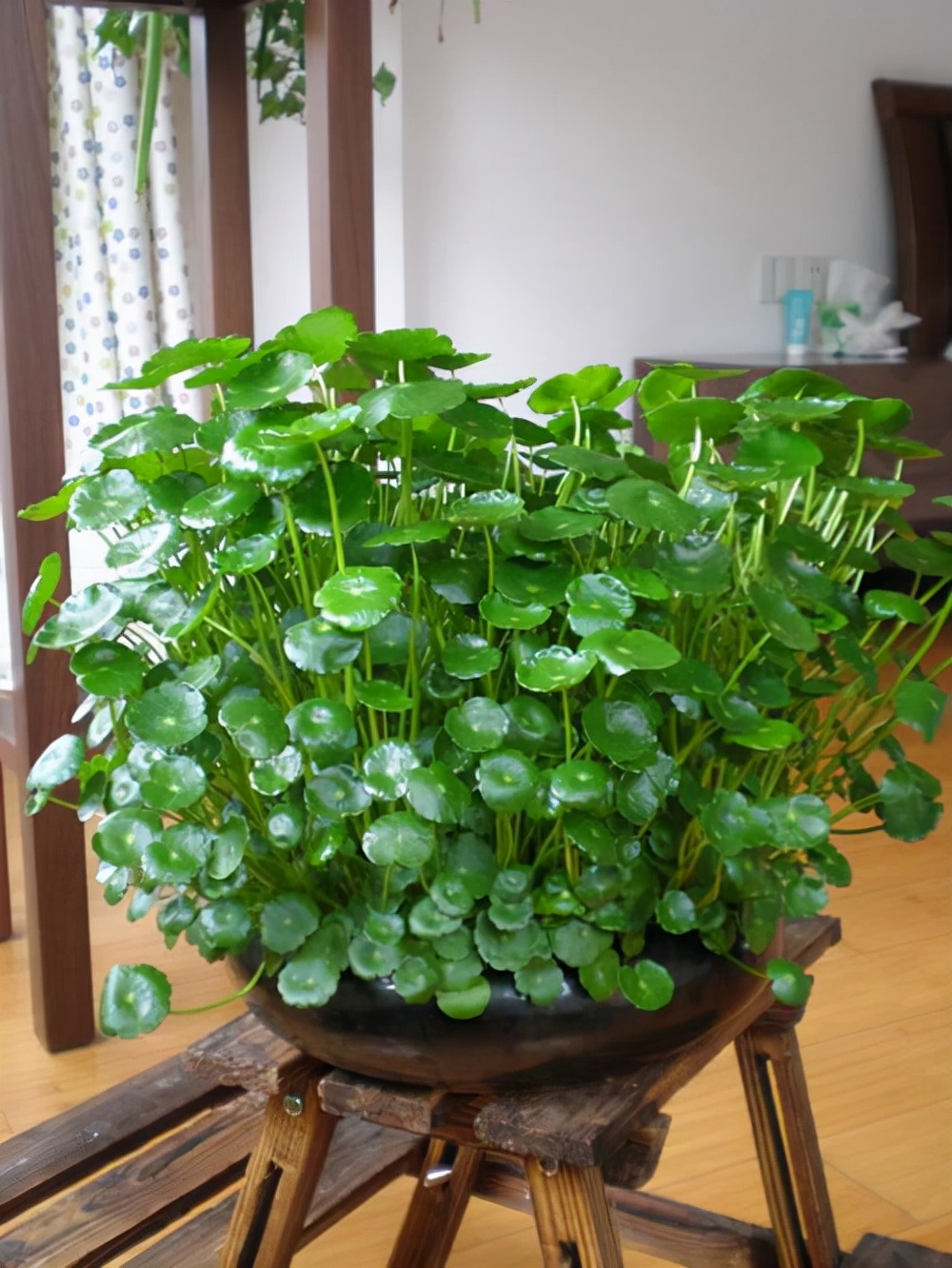 室内可以养的十大吉祥花,最好养的吉祥花有哪些