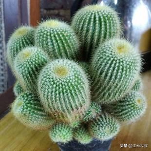 吸甲醛大型绿植仙人球,仙人球和多肉吸甲醛吗