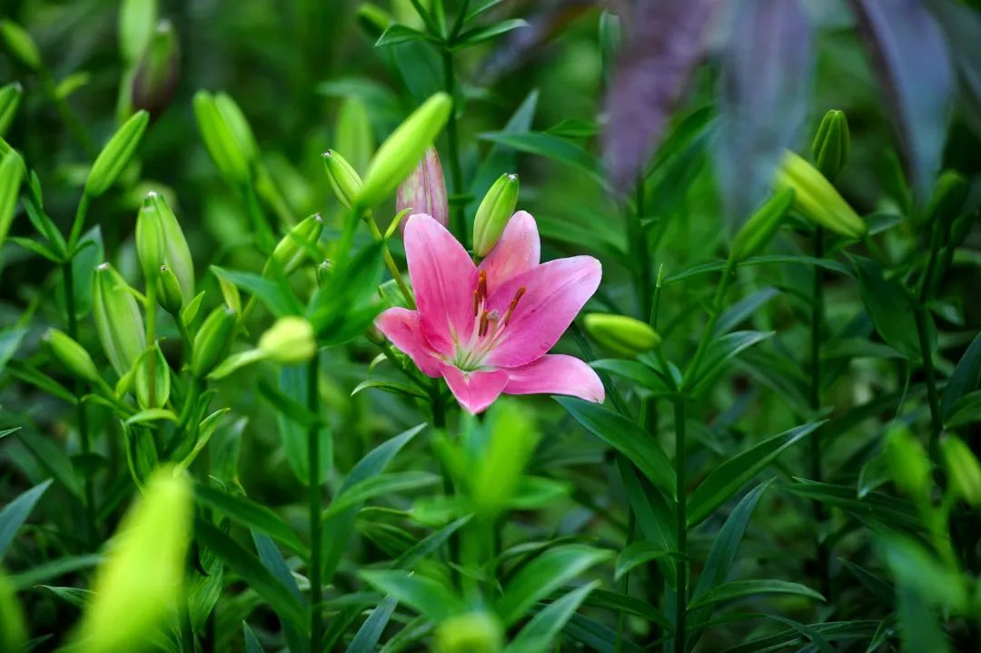 在济南花式避暑，一见“清”心！只需一瞥，便足以把酷夏原谅…