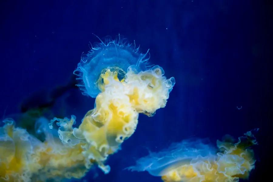 闈掑矝鏃呮父缃戠孩缇庨鎵撳崱鎺ㄨ崘,娴锋磱鍔ㄧ墿娴峰簳涓栫晫鎵撳崱