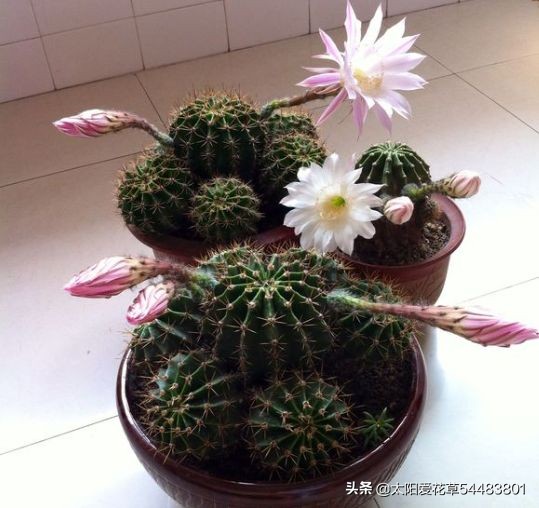 夏天雨水较多，仙人球烂根了怎么办？