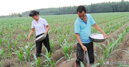 玉米出苗后，地里幼苗一块高一块低相差很大是怎么回事，该咋办？