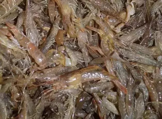 海肠海虹,海虹鲍鱼和海肠