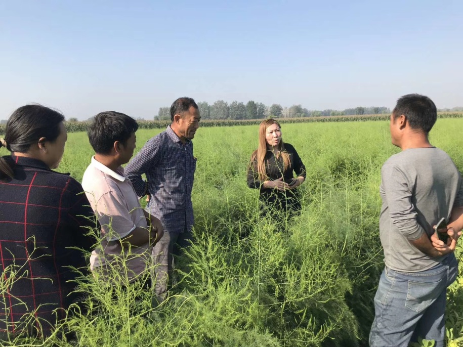 亩产万元,情暖百姓!——看鹤壁最美芦笋姐刘海燕如何带村民致富