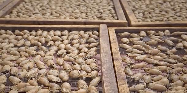 香港最出名金蚝虾干煲仔饭,金蚝虾干煲仔饭