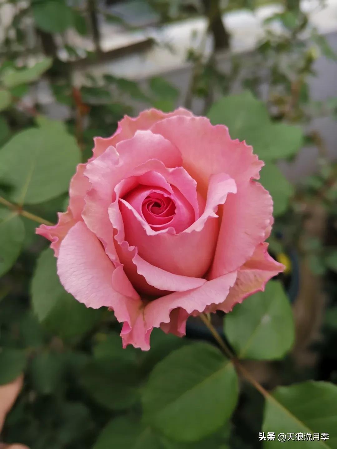 月季春季第一波花要不要剪,月季春季第一波花开后嫁接