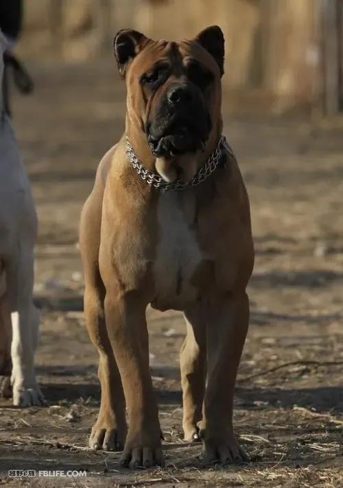 各国猛犬品种排名,各国品种猛犬