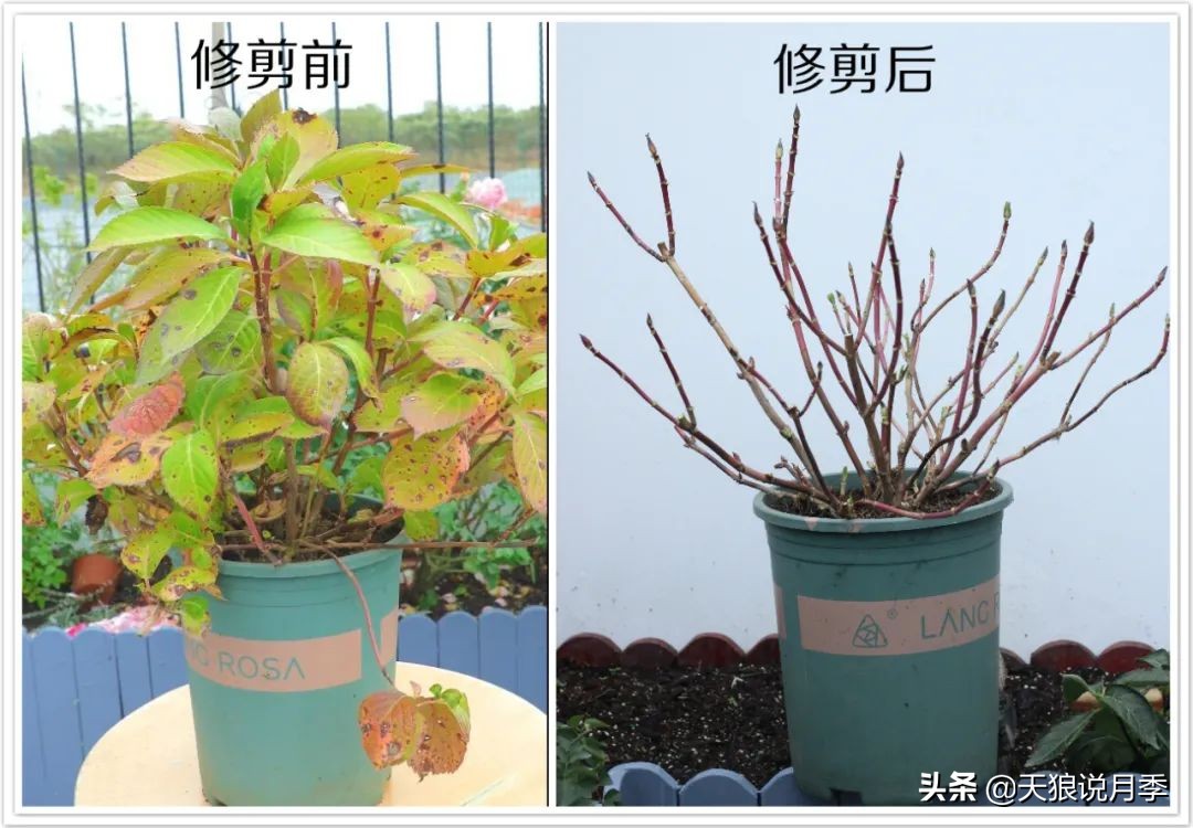 地栽绣球冬剪,两广地区绣球冬剪
