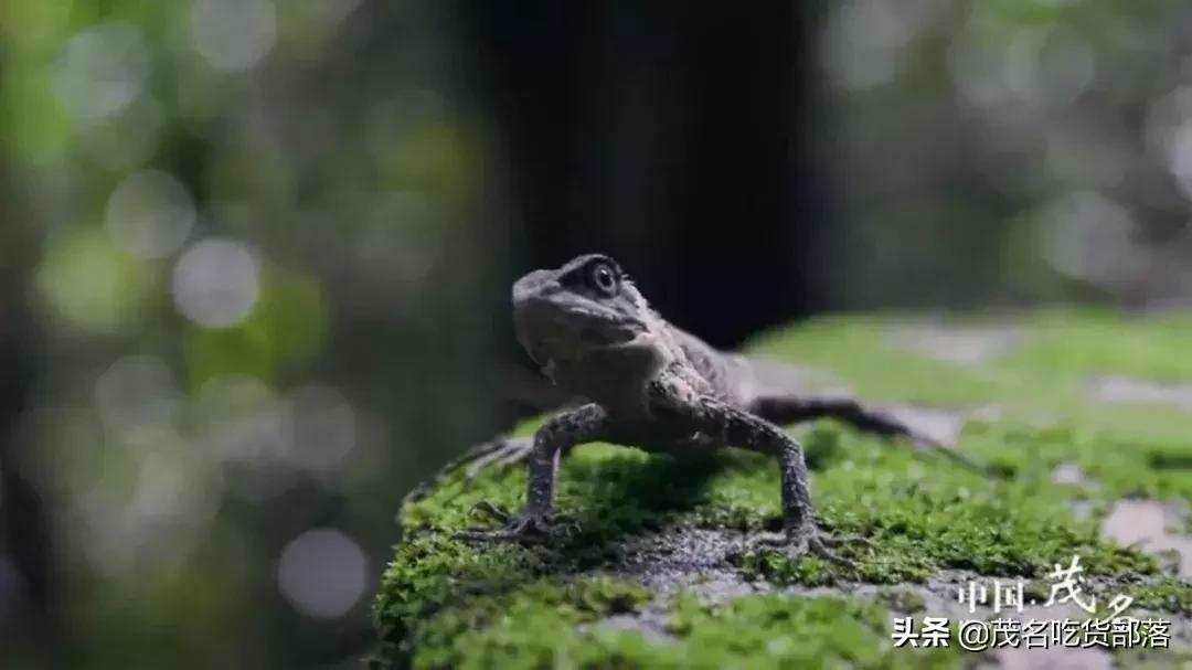 茂名这座城市被誉为什么城,茂名是一座怎样的城市