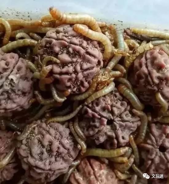 菩提手串长毛发霉有危害,菩提手串长虫子对我们有什么危害