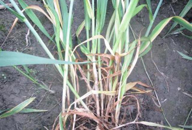 小麦出现白穗的原因有哪些？农民朋友该如何防治？