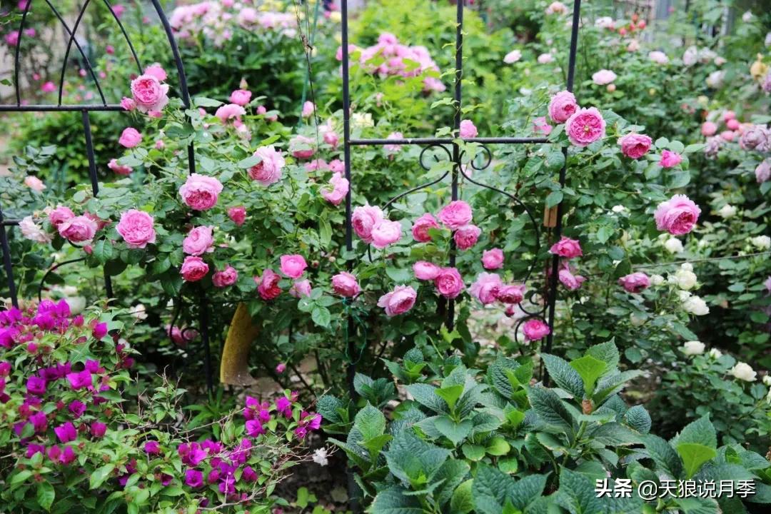 圆滚滚的绣球，瀑布般的花墙，这届花友也太会种花了吧