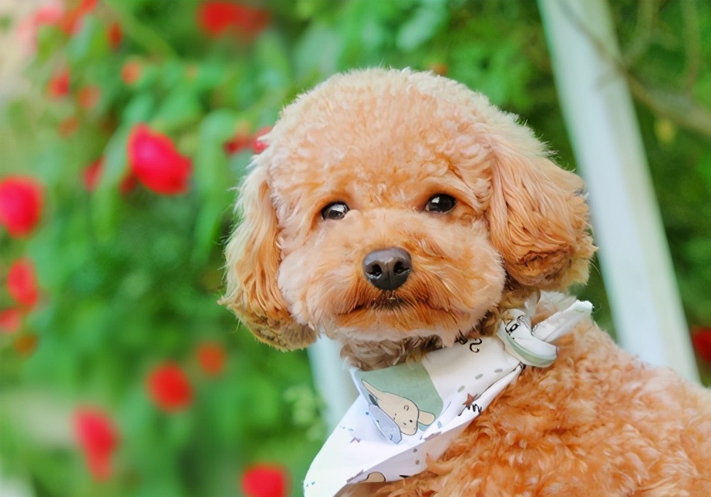 泰迪狗用什么牌子狗粮好,泰迪狗只吃狗粮营养够吗