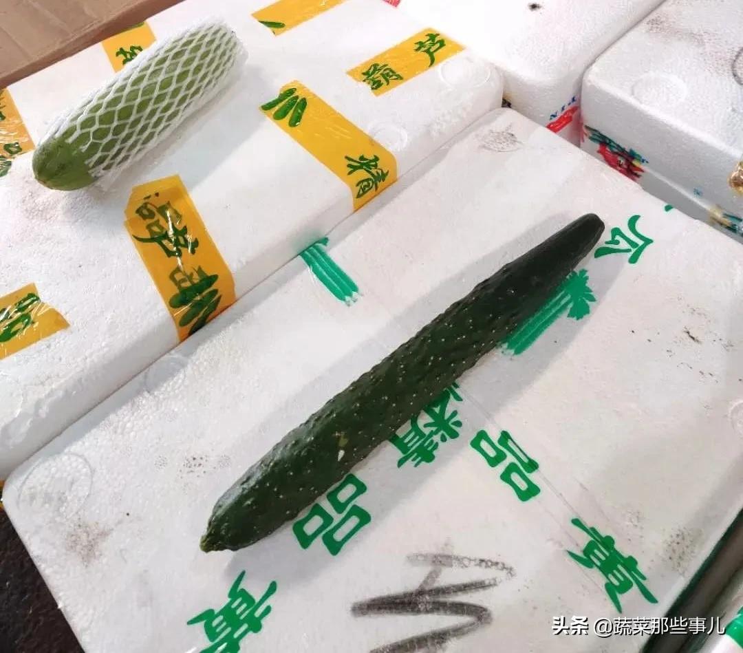 大白菜蔬菜今日菜价,大白菜最新批发价