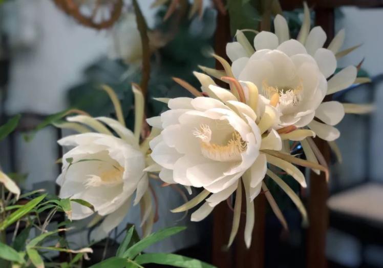 昙花要开的迹象,昙花即将盛开