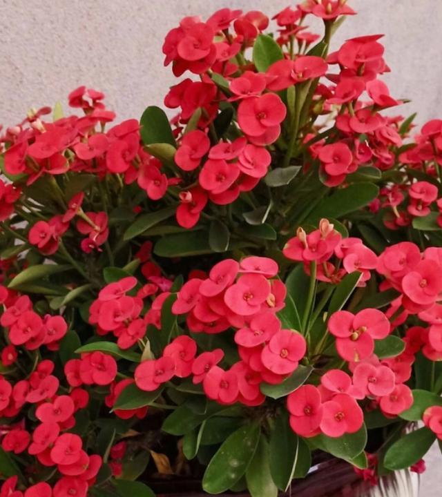 虎刺梅叶子繁茂,虎刺梅怎么养才能更旺盛