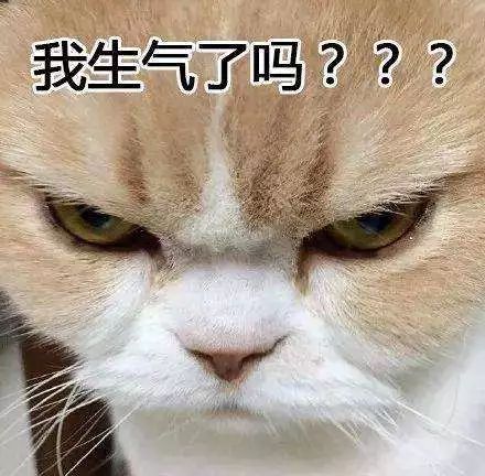 猫咪生气怎么讨好它,猫咪生气了会有什么表现