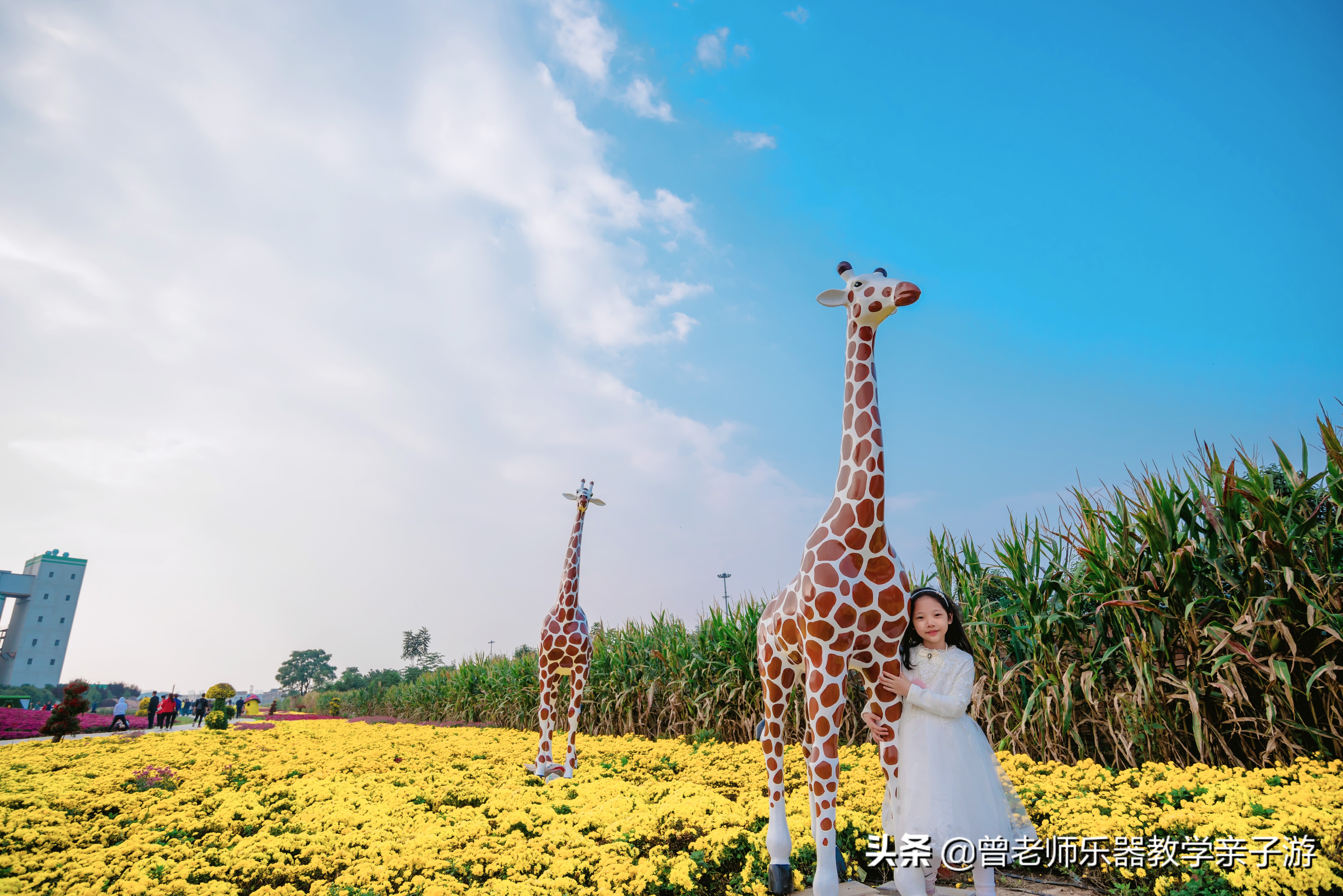爱菊研学游,爱菊丝路文化菊花园西安