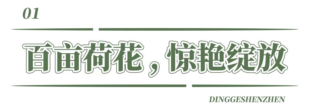 深圳洪湖公园7月18号还有荷花吗,深圳洪湖公园现在有荷花开吗
