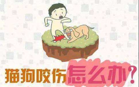 撸猫被咬打疫苗,撸猫撸了一会就咬人