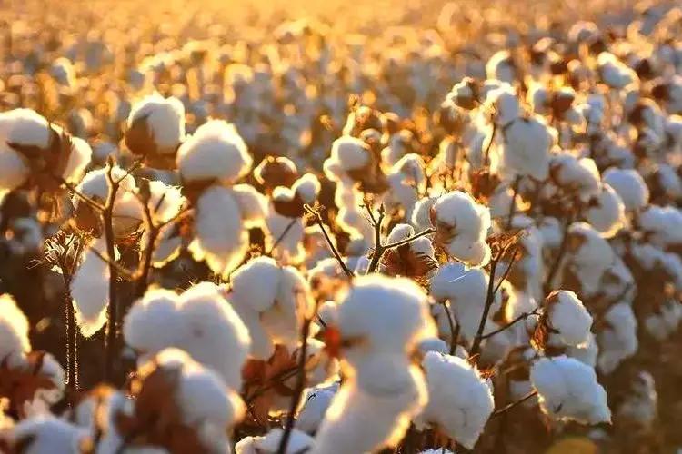 过年被单要换吗,中国的习俗过年要买新衣服吗