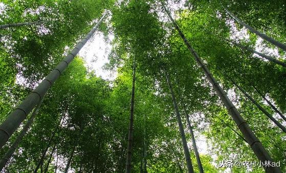 西兰花的功效与作用,冬笋的价格是多少钱一斤