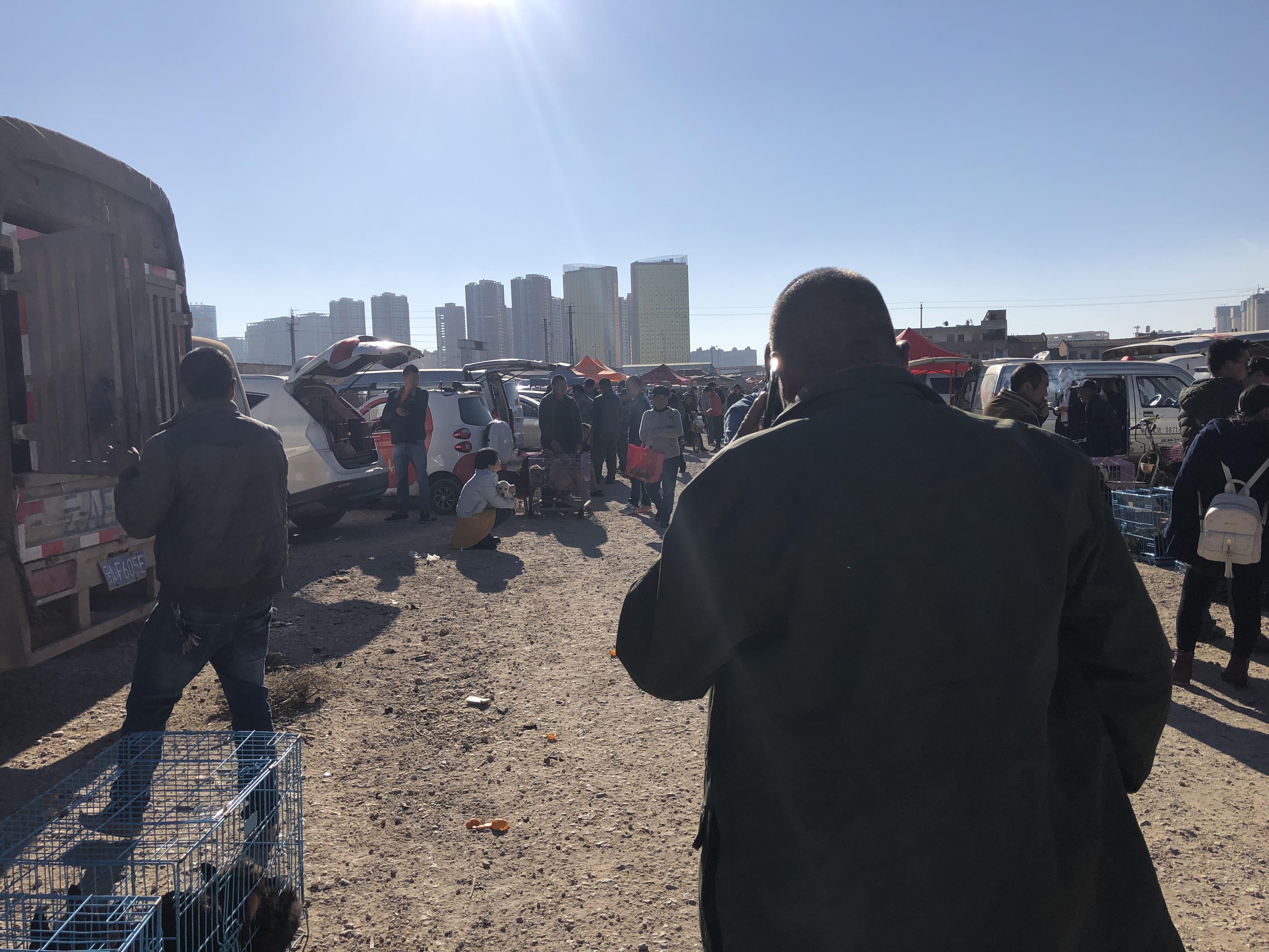 狗市卖杜高幼犬,狗市卖杜高犬的视频