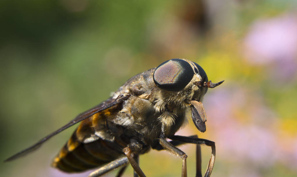 牛虻窝怎样处理,如何除牛虻