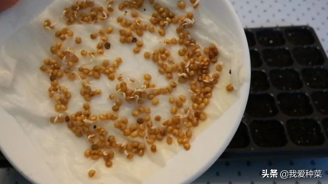 茄子怎么育苗是正确的,茄子育苗出来需要多高温度