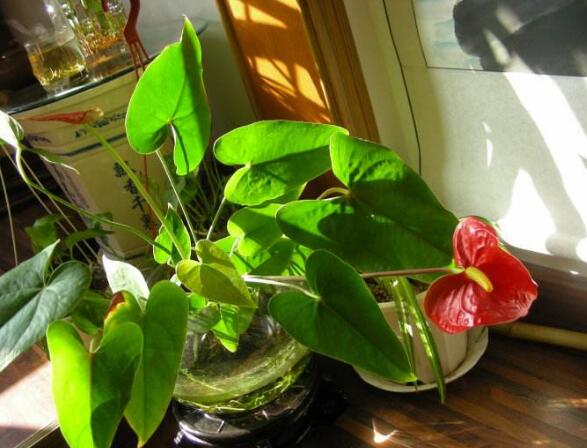 红掌水培叶子发黄烂怎么补救,水培红掌叶边枯黄