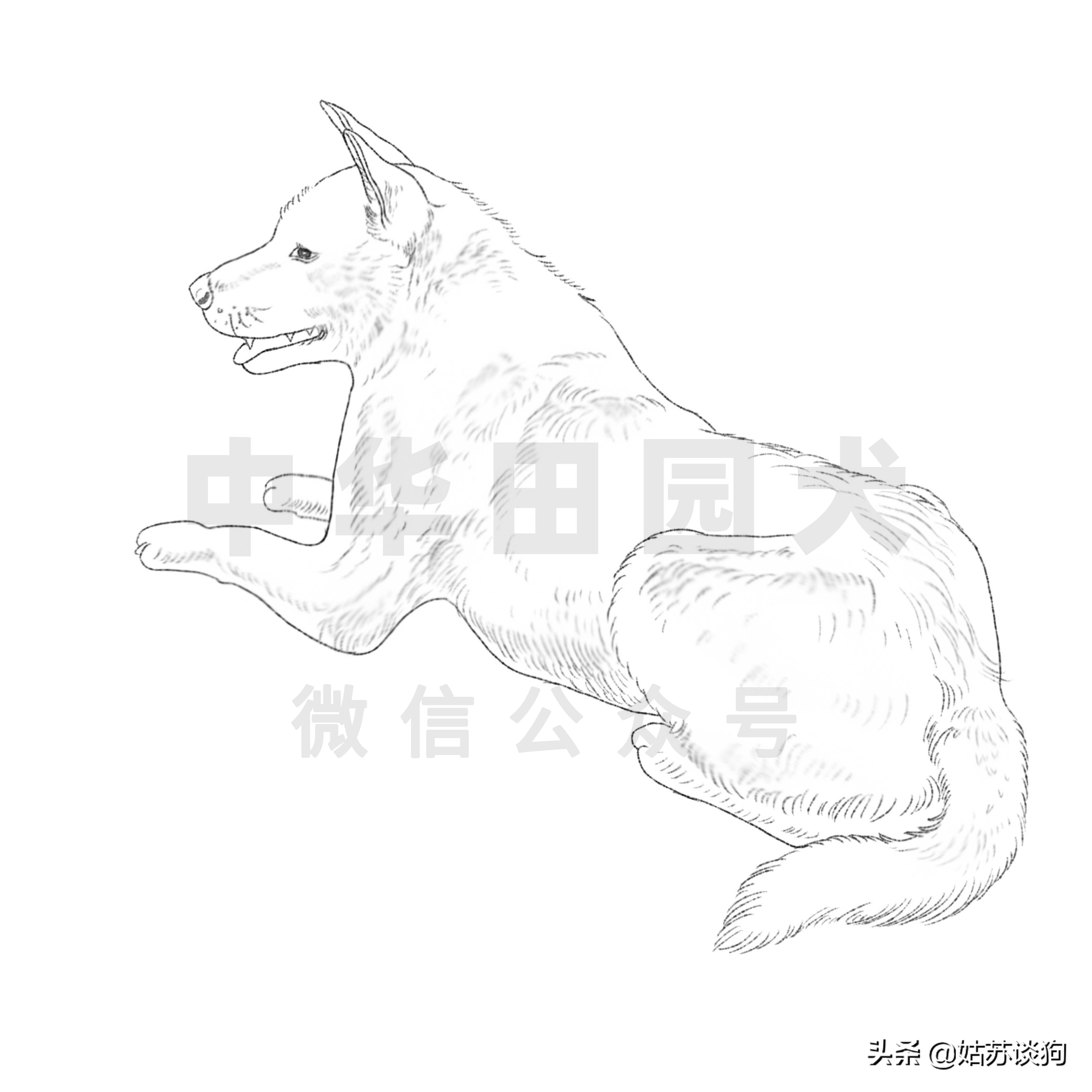 中华田园犬土狗品种图片,中华田园犬广西土狗