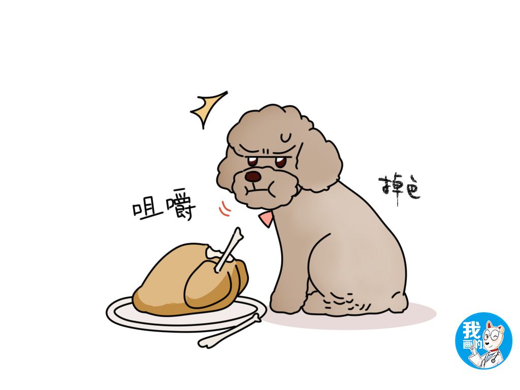 泰迪鼻子上毛掉色是怎么回事,泰迪褪色是什么原因