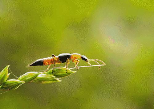 夏季人虫大作战！拍死它，隐翅虫皮炎就来了