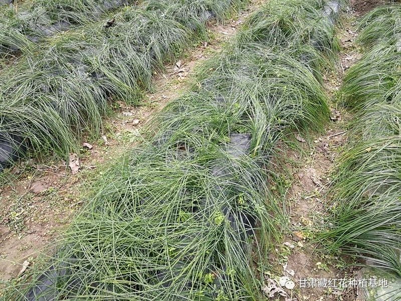 2031年藏红花种球价格,2021藏红花种球价格