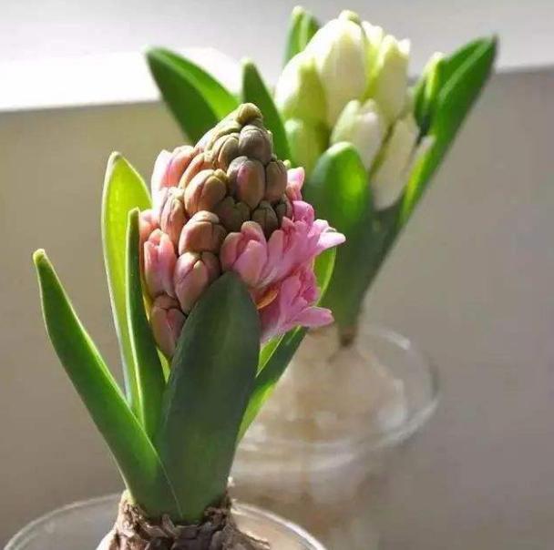 风信子开花后怎么补救,风信子花开了根烂了怎么补救