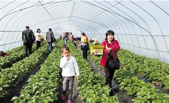 乡村振兴休闲农业概念股,估值低的农业股