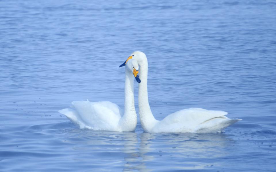 真正喜欢一个人是什么感觉的文案,真正喜欢一个人是什么感觉