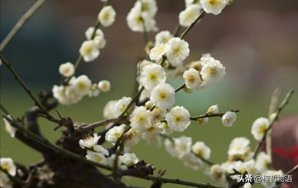 厚黑学鬼谷子的精髓是什么,厚黑学十句话读懂成功的核心