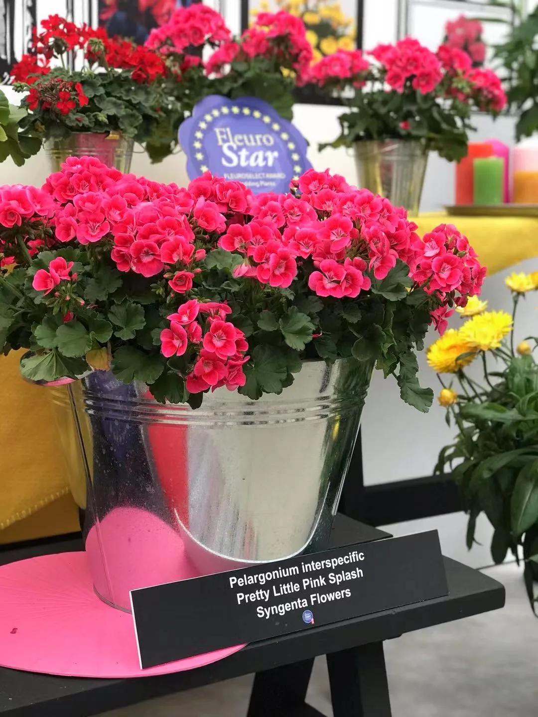 这43个来自世界各地的新品种,快来看看有没有你的菜