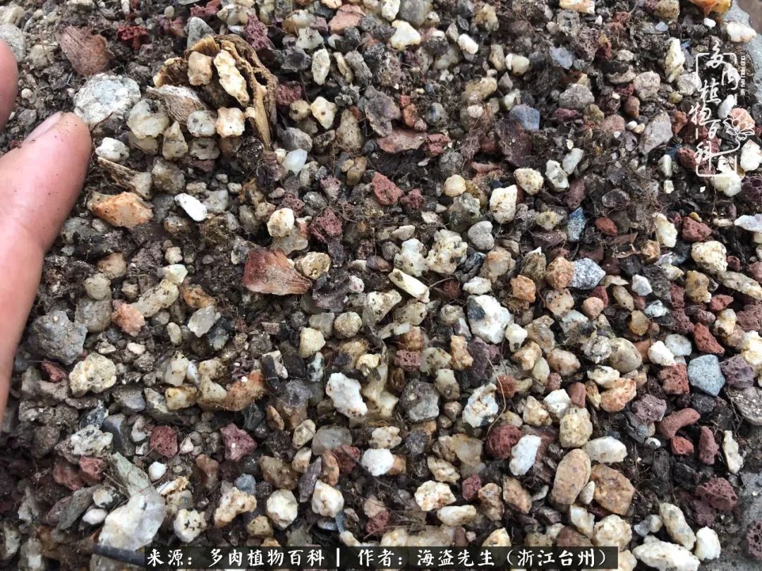 多肉玫瑰多少度休眠,多肉玫瑰唤醒教程