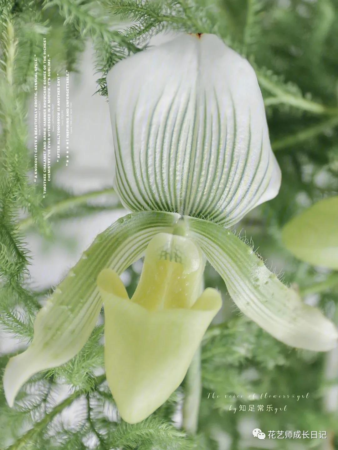 最名贵十种兰花兜兰,每日一花石竹花