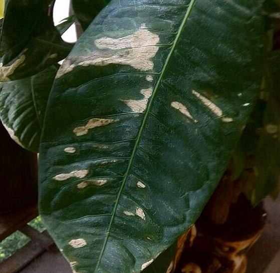 发财树新长的叶子发白是咋回事,发财树晒太阳后叶子发白怎么回事